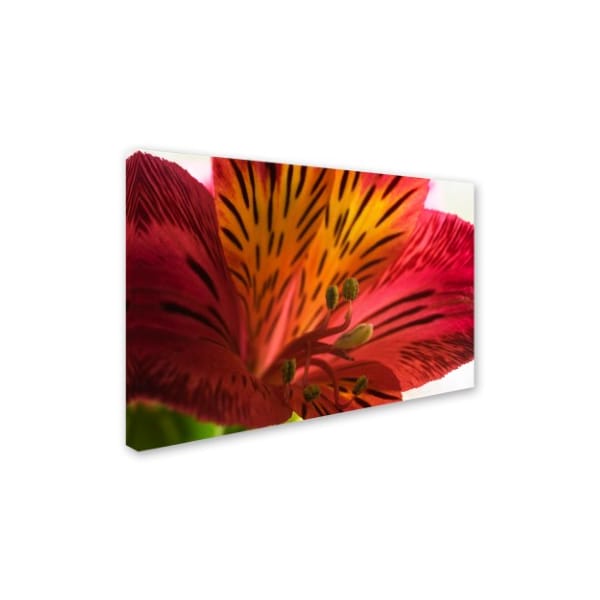 Kurt Shaffer 'Red Tiger Ostramerium Flower' Canvas Art,22x32